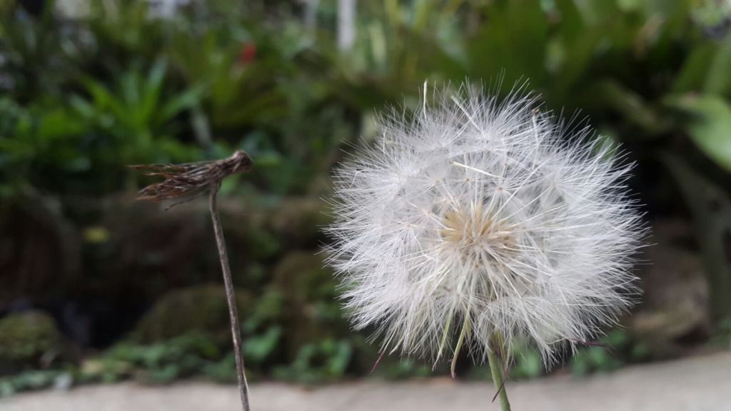 Mercurio retrógrado